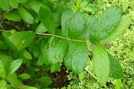 Image result for Combretum constrictum
