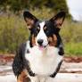Blue Merle Corgi from www.pinterest.com