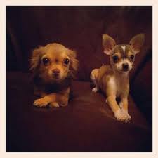 Pin By V On Star Corgi Dogs Animals