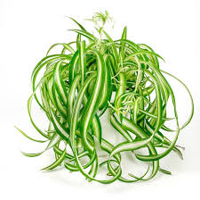 Image result for Chlorophytum ruahense