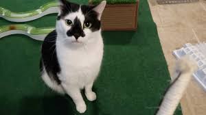 Can cats eat pumpkin (or butternut)? Boo Day 250 Will Cats Eat Butternut Squash Boo Bites Simba And Mail Time Training A Feral Cat Youtube