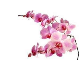 Blumensprache Die Orchidee
