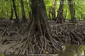 Image result for Bruguiera