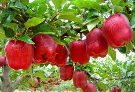 Bibit dipilih dari tanaman apel liar yang memiliki pohon kokoh dan perakaran luas dan kuat. Detail Gambar Informasi Sputar Kebun Apel Apple Country Orchards