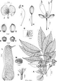 Image result for Englerodendron mengei