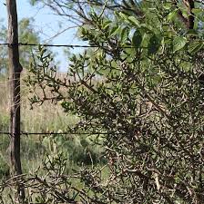 The desert christmas cholla, a new mexico native, has slender stems and grows to about 2' to 3' tall and wide. Desert Christmas Cholla Needs A Buddy Tree Gjm Nature Media