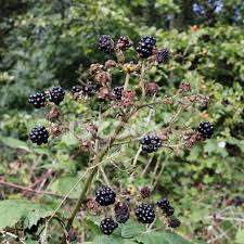 Blackberries can be grown on sandy soils if a good irrigation system is used. Blackberries Growing Wild On Mitcham Common Stock Photos Freeimages Com