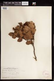 Image result for Chaetocarpus