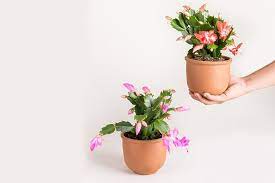 Emelce orguler 14.190 lượt xem2 năm trước. Yilbasi Cicegi Nedir Bakimi Nasil Yapilir Yilbasi Cicegi Kokina