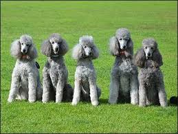 Explore 37 listings for red standard poodle puppies for sale uk at best prices. Five Champions From G Day Poodles Australia Owned And Trained By Linda Johnson Poodle Puppy Standard Poodle Puppy Silver Poodle