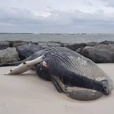 It is an adoptable animal in zoo tycoon. Frozen Dead Humpback Whale Washes Up On New Jersey Beach Ocean Daily Voice