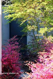 Loropetalum In Abaton Gardens Outdoor Landscaping Patio Garden Patio Projects