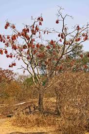 Image result for Albizia versicolor
