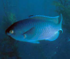 Image result for Smithia erubescens