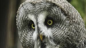 Le Son De La Terre Chouettes Et Hiboux