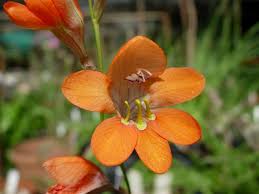 Image result for Tritonia moggii
