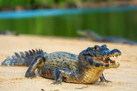 Jacare synonyms, jacare pronunciation, jacare translation, english dictionary definition of jacare. Jacare Caracteristicas Gerais Especies No Brasil Biologia Net