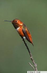 Black Bird With Orange Belly In Georgia Allen S Hummingbird Birds Of North America Online Hummingbird Pet Birds Bird