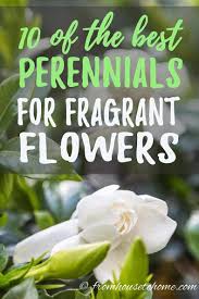 Best smelling flowers to plant. Fragrant Flowers 10 Perennial Plants With The Most Beautiful Scent Gardening From House To Home Best Smelling Flowers Fragrant Plant Perennials