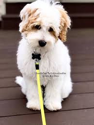 Black And White Aussiedoodle Full Grown Micro Mini Goldendoodles Goldendoodle Full Grown Mini Goldendoodle Micro Goldendoodle