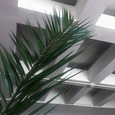 Black And White Plants Aesthetic Aesthetics Alternative Bad Bambi Black And White Carefree Cool Cute Dark Green Grunge In Green Aesthetic Tumblr Green Aesthetic Dark Green Aesthetic