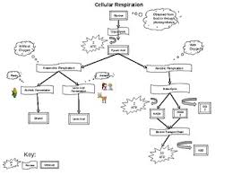 Cellular Respiration Flow Chart Worksheets Teaching