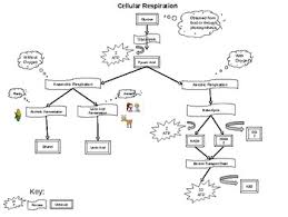 cellular respiration flow chart worksheets teaching