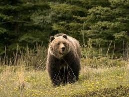 Jan 13, 2011 · take our bear trivia quiz! Bear Description Species Facts Britannica