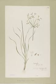 Image result for Fimbristylis quinquangularis