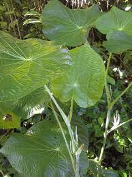 Image result for Piper umbellatum
