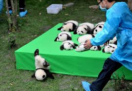 Best Photographs Of The Day Panda Cubs And Peres Funeral Funny Animal Fails Animal Fails Cute Animals
