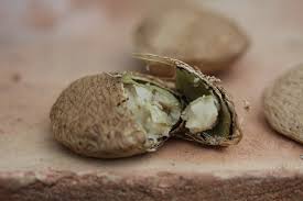 Image result for Telfairia pedata