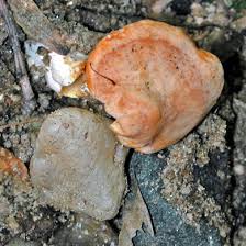 Image result for Dentinum repandum