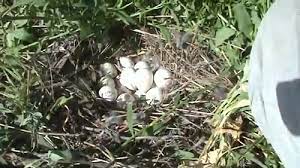 Found Bird Egg How To Care And Hatch It