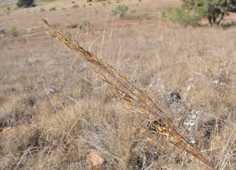 Image result for Chrysopogon