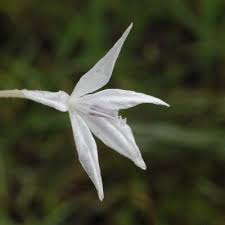 Image result for Afrosolen schimperi