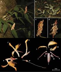 Image result for Achyrospermum laterale