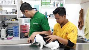 We are open after work and on weekends (and holidays!) to provide exceptional care when your pet needs to be seen. Ear Examination By Our Vet Drh Eka Pet Care Vet Ampera