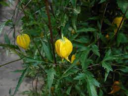 Clematis vines need a trellis or other support on which to grow. Clematis Tangutica Golden Bell Clematis Golden Clematis Old Man S Beard Clematis Orange Peel Clematis Russian Virgins S Bower Tube Flowered Clematis North Carolina Extension Gardener Plant Toolbox