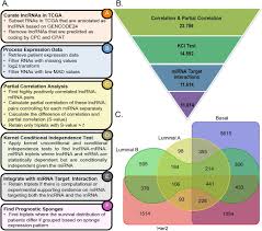 What the risk factors are, understanding the symptoms of breast cancer, how to screen for breast cancer, the types of breast cancer and staging. Discovering Lncrna Mediated Sponge Interactions In Breast Cancer Molecular Subtypes Biorxiv