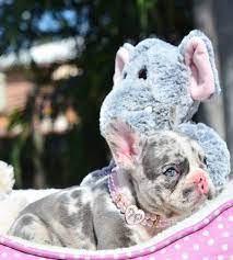 Blue Eyed Blue Merle Female Jordan This Beauty Is Available More Info On Site Www Poetic Cute Baby Animals Baby French Bulldog Merle French Bulldog