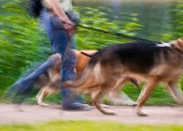 How to ensure my two dogs get along? How To Walk 2 Dogs At The Same Time