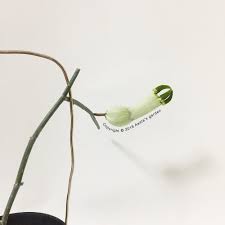 Image result for Ceropegia cimiciodora