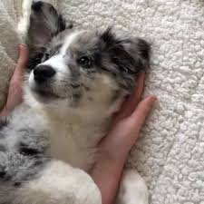 Black And Tan Australian Shepherd Puppies Aussie Beagle Mix Aussie Beagle Aussie Beagle Mix Melange Beagle Australien Mezcla De Beagle In 2020 Beagle Mix Puppies Aussie Dogs Australian Shepherd Puppies