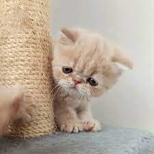 Egyptian mau kittens are extremely active, agile and playful cats which need lots of exercise. Reign Snoopy Cattery Exotic Shorthair Easy To Groom