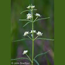 Image result for Hyptis