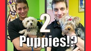 We did not find results for: Can You Train 2 Puppies At Once Only If You Do This Youtube