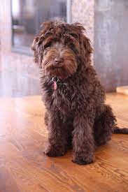 Midwest Labradoodle Labradoodle Chocolate Labradoodle Labradoodle Puppy