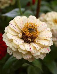Rogue Zinnia With Hover Fly Flores Exoticas Flores Bonitas Flores