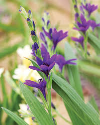 Image result for Babiana bainesii